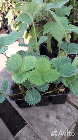 Саженцы клубники Зефир, привоз в августе