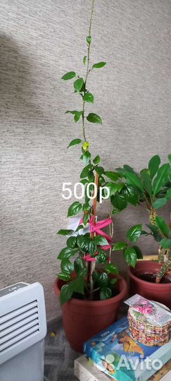 Продам цветы комнатные