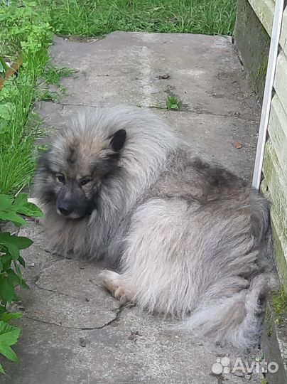 Кеесхонд вольфшпиц