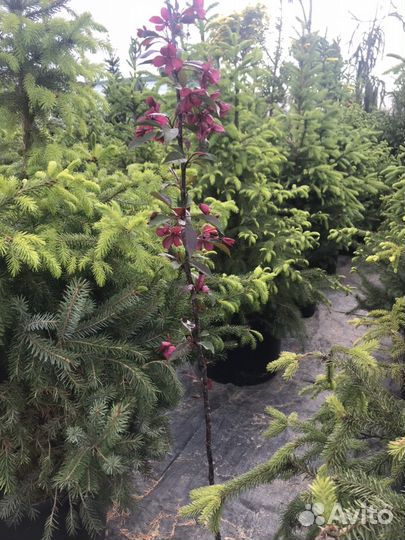 Яблоня декоративная Роялти и Рудольф