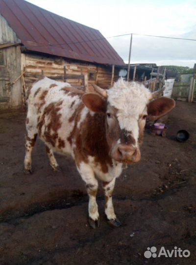 Корова телка