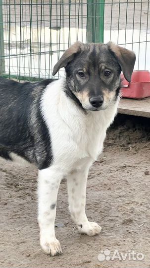 Собака бесплатно