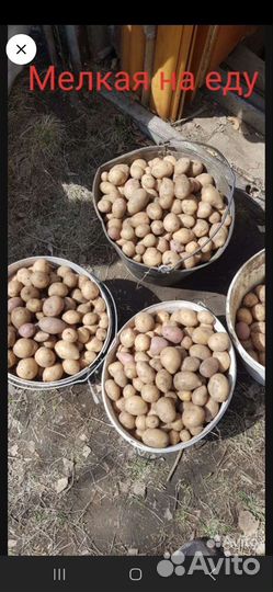 Картофель едовой