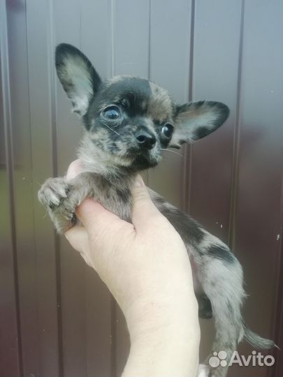 Мини чихуашки