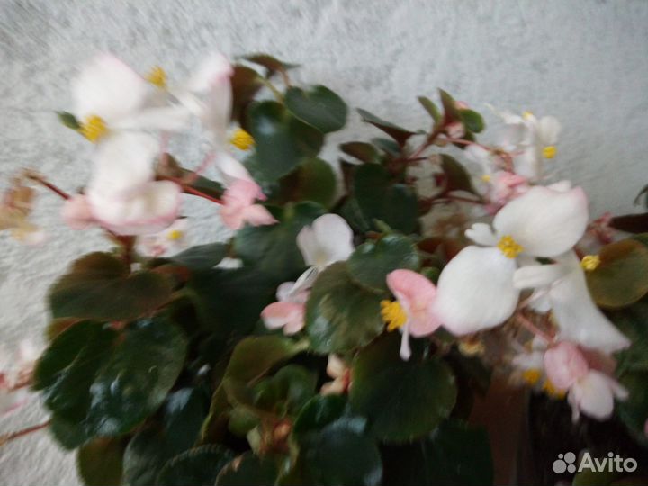Бегония вечноцветущая
