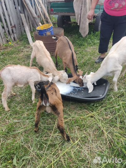 Англо нубийские козы и козел