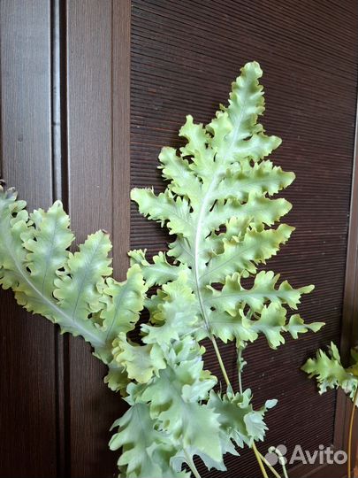 Флебодиум давана