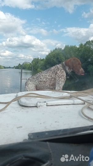 Немецкий курцхаар, с документами. Вязка