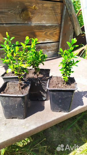 Саженцы самшита