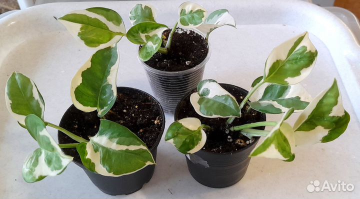 Сциндапсус (эпипремнум)