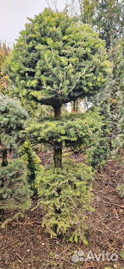 Ель на штамбе 2 m