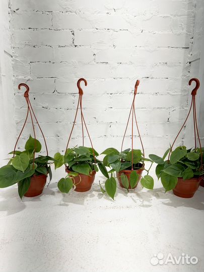 Филодендрон сканденс