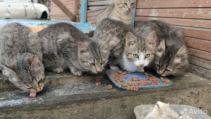 Котята в добрые руки