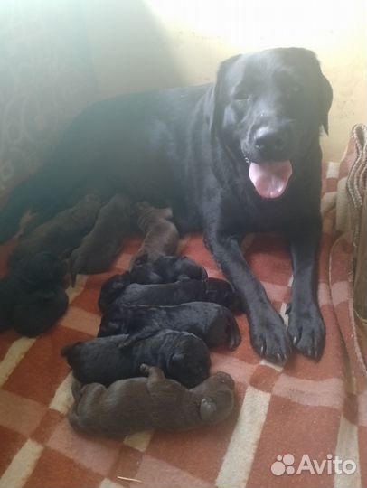 Щенки лабрадора