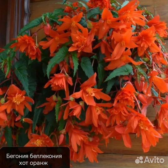 Бегония в 200 мл