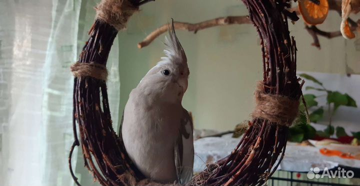 Птенцы попугая корелла