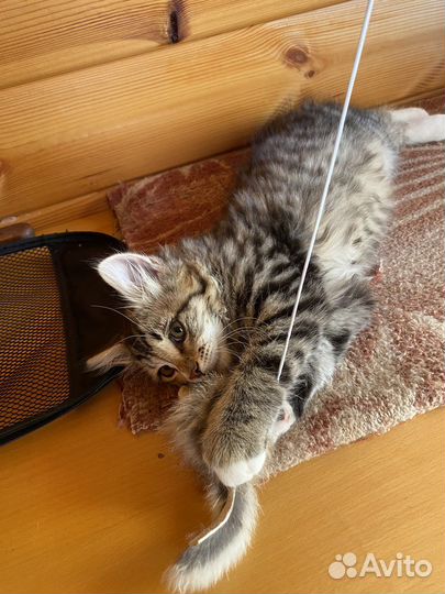 Котик Мурчик в добрые руки
