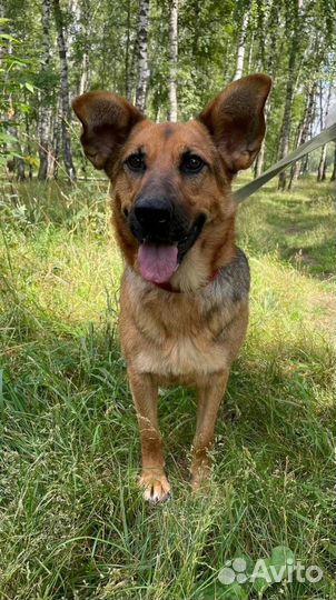 Собака в добрые руки