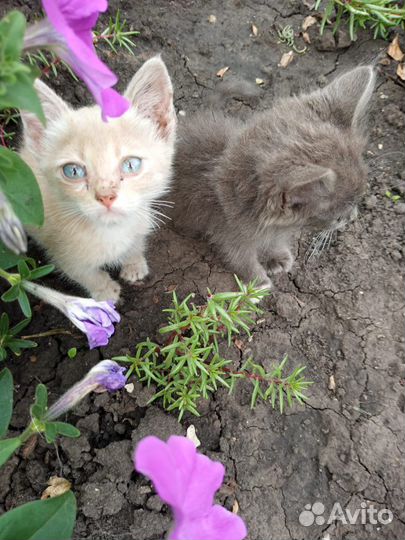 Котята в добрые руки