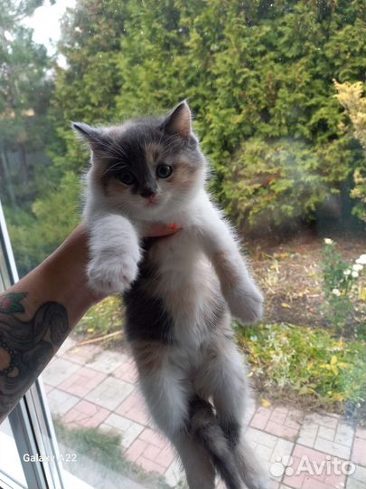 Котята