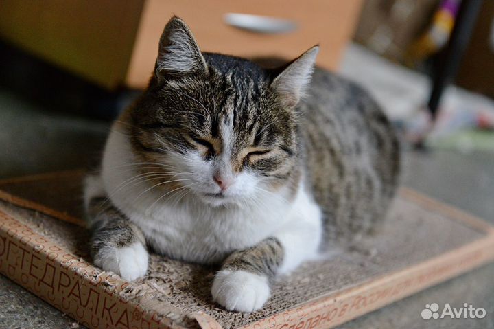 Помпончик из приюта ищет семью