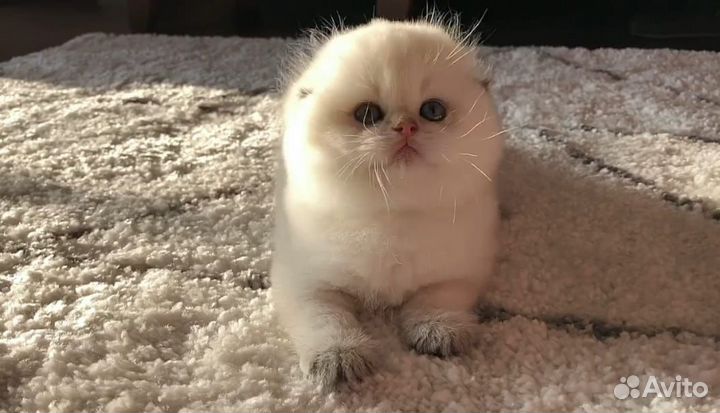 Шотландские котята