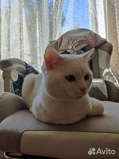 Кот британец
