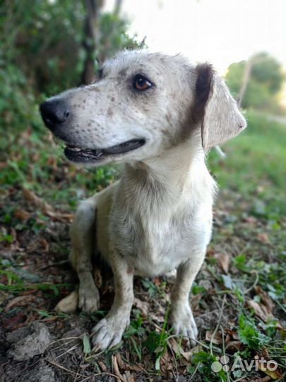 Собака, мини, бесплатно