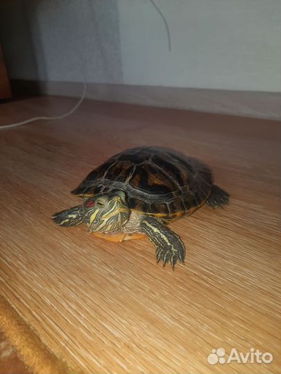 Черепаха