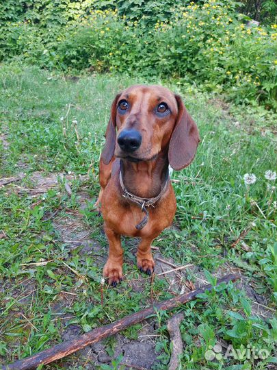 Собака для вязки