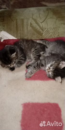 Котята даром