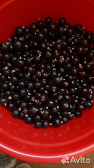 Черная смородина