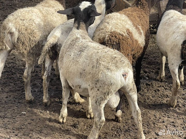 Бараны на племя - дорпер 100 и 93,75 процентный