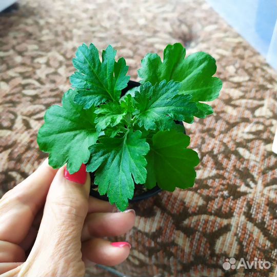 Хризантема