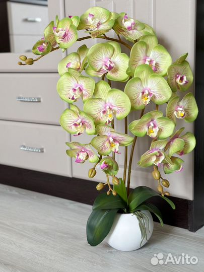 Орхидея в горшке