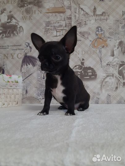 Щенки чихуахуа