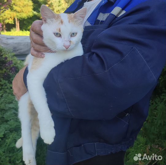 Котик ищет дом