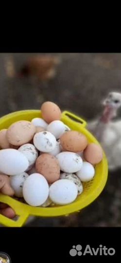 Домашние куриные яйца