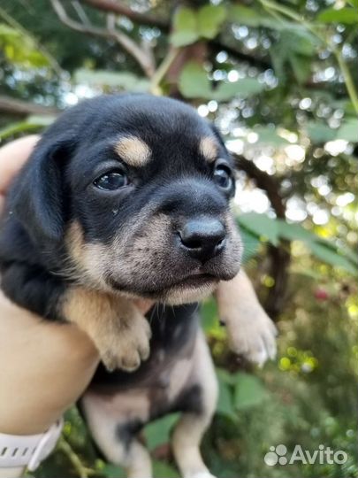 Той-терьер щенок