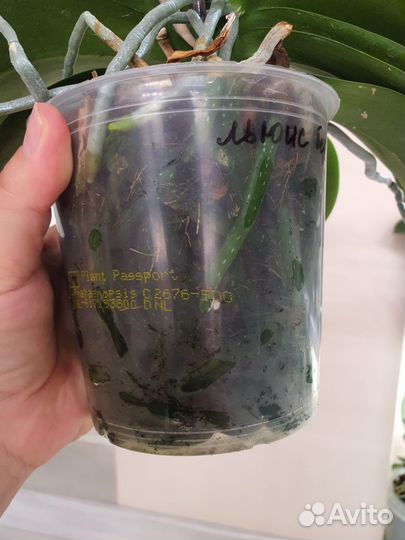 Орхидея фаленопсис льюис берри, luis berry