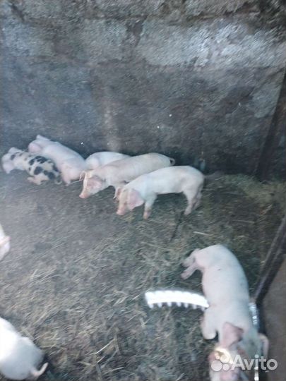 Поросята ландрас