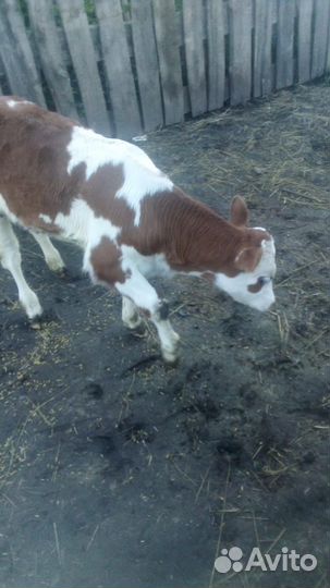 Телки на племя