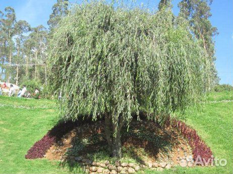 Ива извилистая