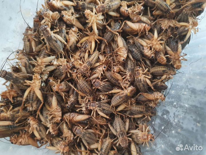 Кормовые насекомые сверчки зоофобус