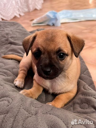 Щенки чихуахуа