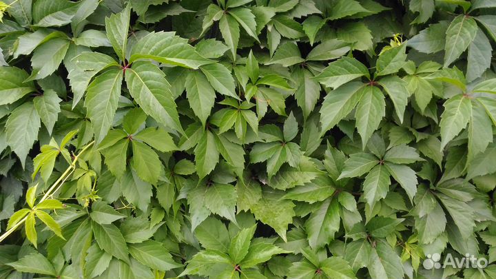 Клематис кустовой