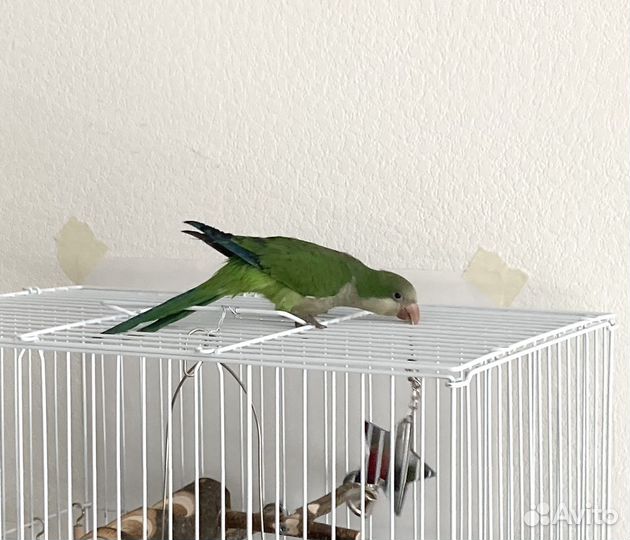 Попугай калита монах квакер + клетка, корм