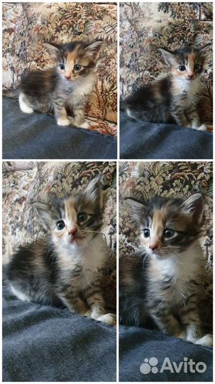 Котята в добрые руки бесплатно