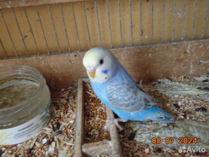 Волнистый попугай