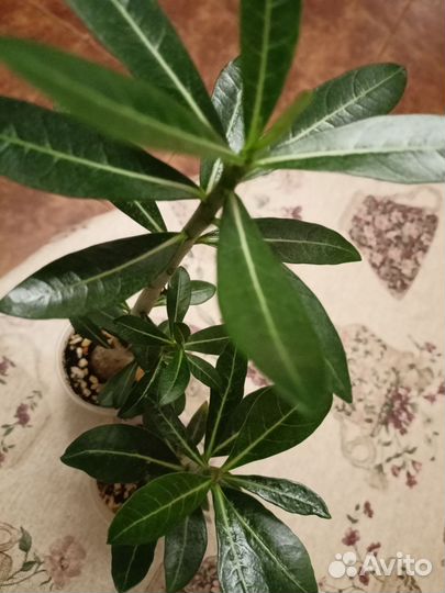 Адениум обесум сеянцы